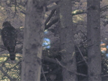 望遠レンズ付きインターバルカメラに撮影されたオオタカ