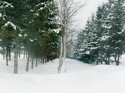 林帯の中に吹雪を捕捉します-写真イメージ